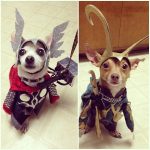 cachorro-cosplayer (2)