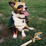 dog-cosplays (2)