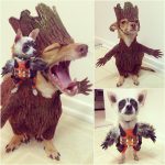 dog-cosplays (3)